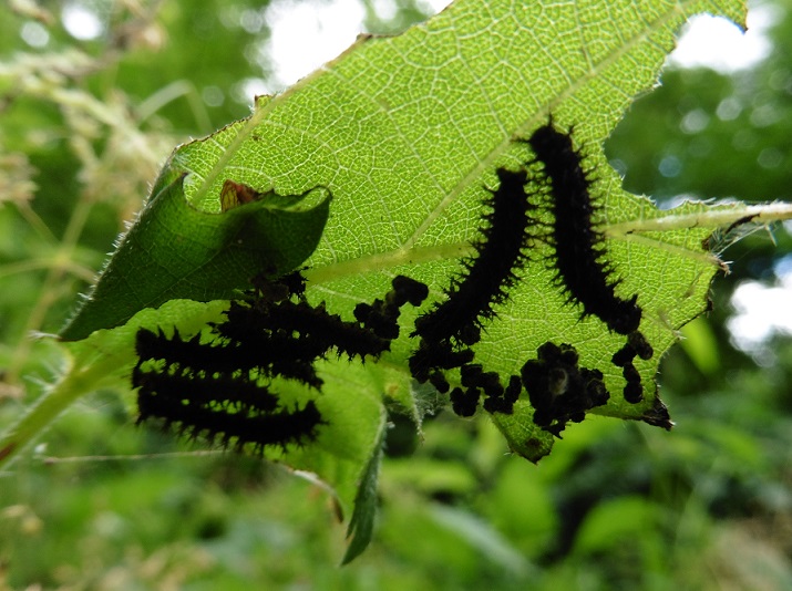 Nidiata di Aglais io